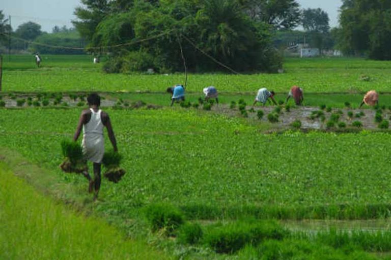 Goa to allow contract, community farming