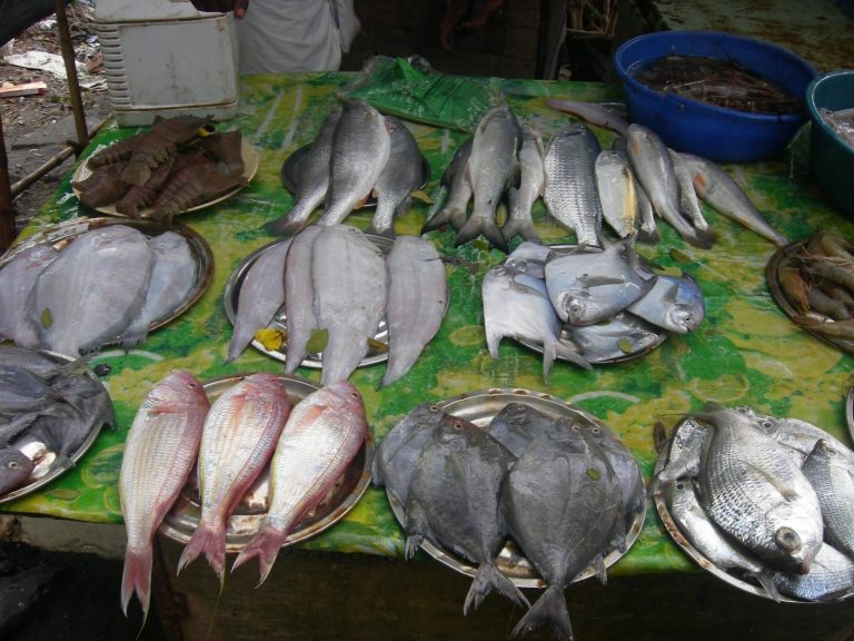 Goa has no data on fish imported in the state