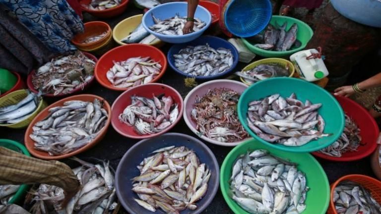 After Fish panic across Goa, FDA says it is safe for consumption