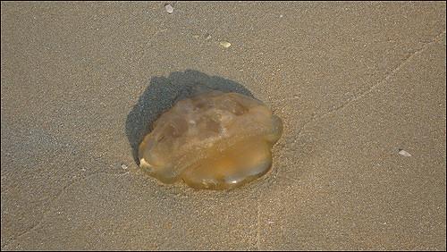 Beach alert! Venomous Jelly Fish surfaces on Baga beach