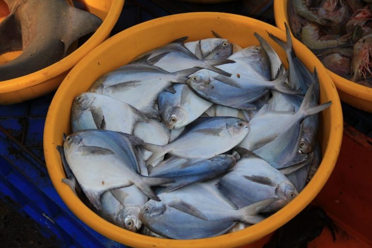 Margao Wholesale Fishermen Association condemns statement by Nitesh Rane