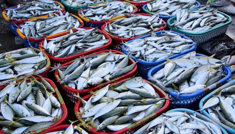 Karnataka CM requests Goa to lift ban on import of fish