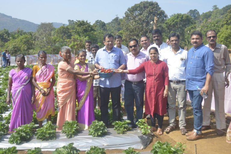 Strawberry cultivation under atal adarsh gram vikas yojana launched at Verlem