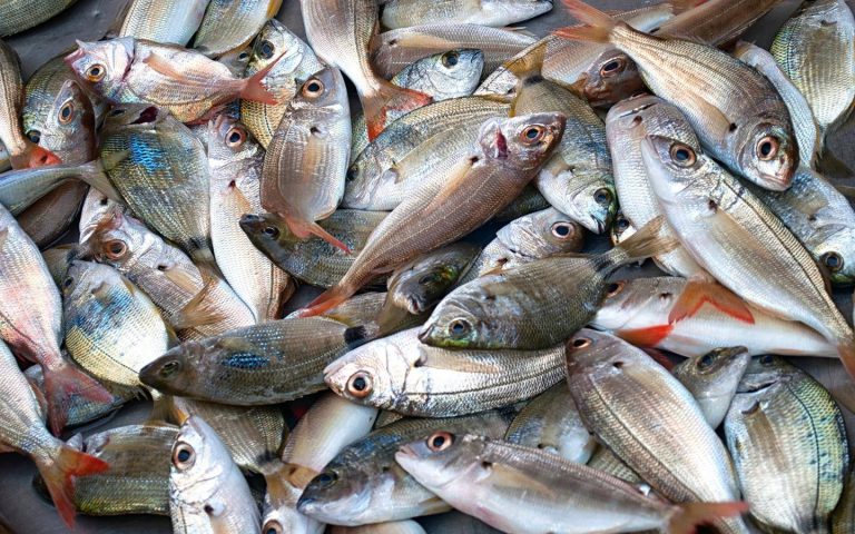 No lifting of ban on fish import till FDA guidelines are met: Rane   