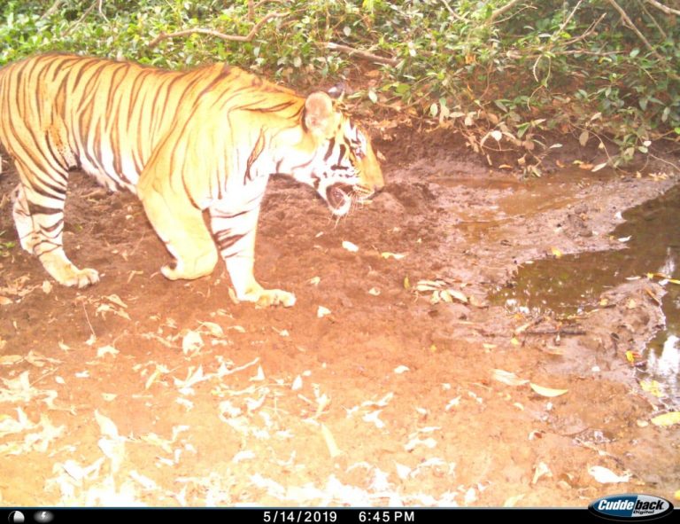Tiger recorded for the first time in Bhagawan Mahveer National Park in Mollem