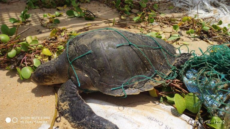 Five Sea Turtle Strandings witnessed along South Goa coast this week