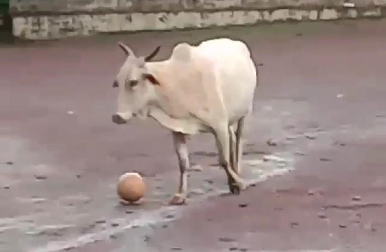 Cow plays soccer at Mardol, video goes viral