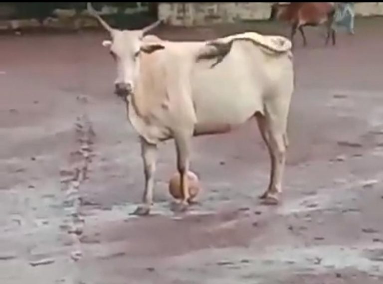 It’s rumour! Cow playing football never had her calf killed