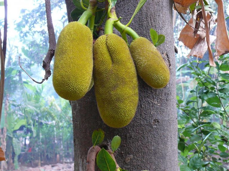 Jackfruit, Cashew, Mango, Kokum next in line for exports from Goa 