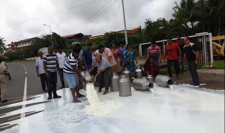Hundreds of litres of milk poured on the highway as a protest by farmers