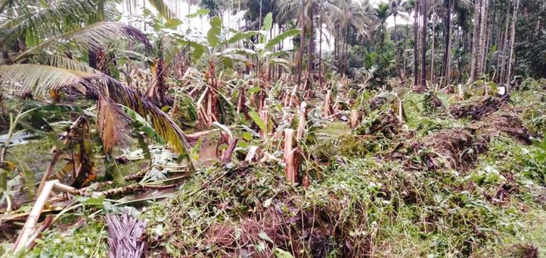२००५ सालात वादळ्यान जाल्लीं नुकसान भरपाई आजून मेरेन सत्तरीच्यां शेतकऱ्याक मेळूना