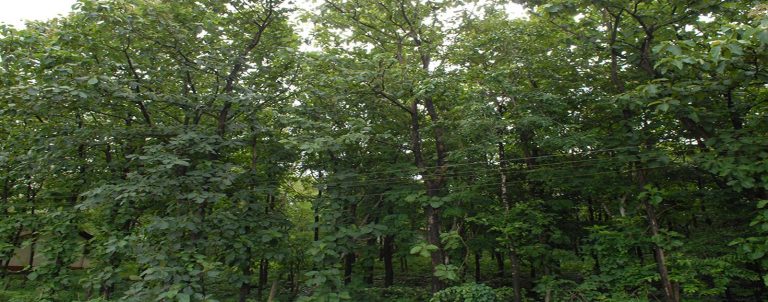 Committee set up to finalize Private Forest report