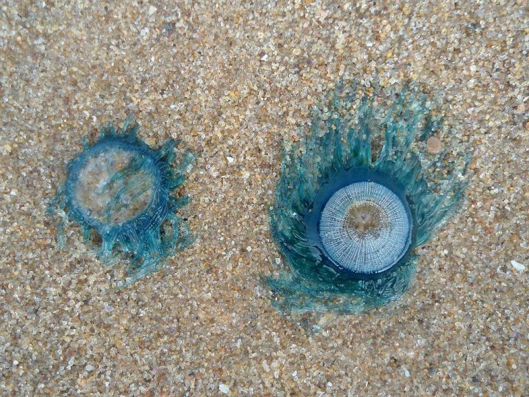 Blue Button jelly surfaces on Goa beaches, people asked to be alert