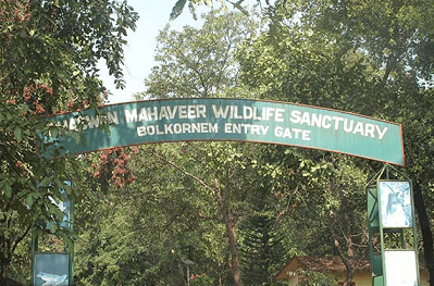 Around 50k trees to be cut from wildlife sanctuaries for 3 govt projects 