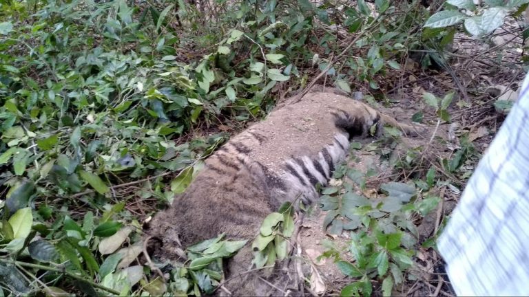 CM orders inquiry into tiger death case