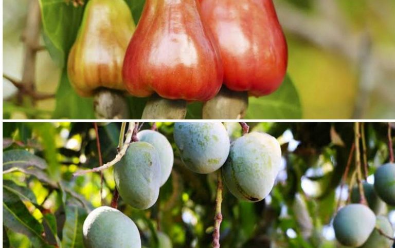 वातावरणातील परिणामांमुळे यावर्षी आंबा काजू हंगाम लांबणार