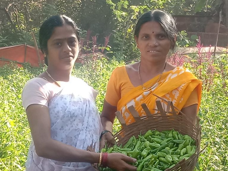 मिरची लागवडीतून त्यांनी शोधले रोजगाराचे नवे दालन