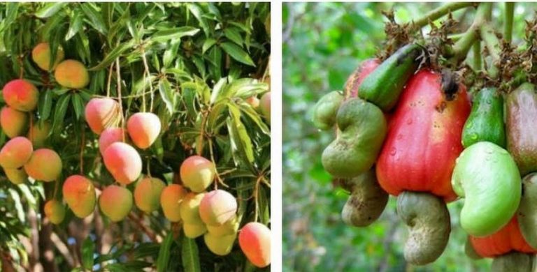 सिंधुदुर्ग मध्ये हापूस, काजूवरही ‘कोरोना’चे संकट 