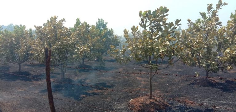 कणकवलीत काजू बागायती आग, लाखोच नुकसान