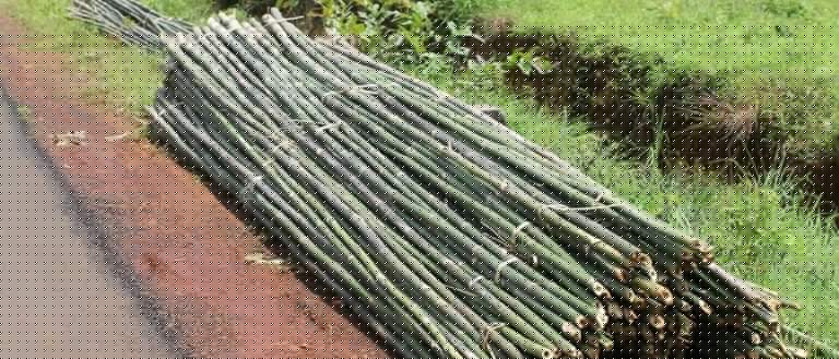 सिंधुदुर्ग जिल्ह्यात बांबू बोंब