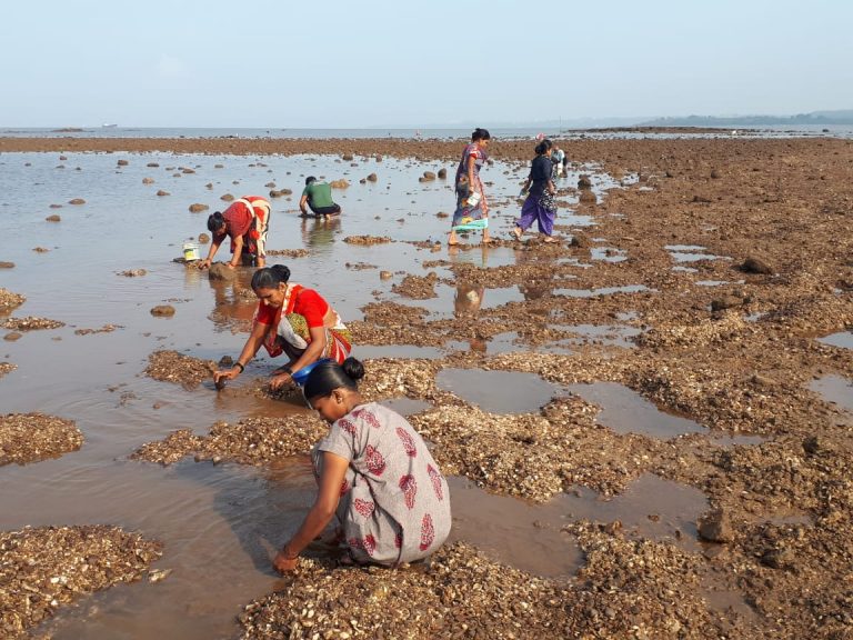 Social distancing is a new norm for clams and oyster collection at Sancoale