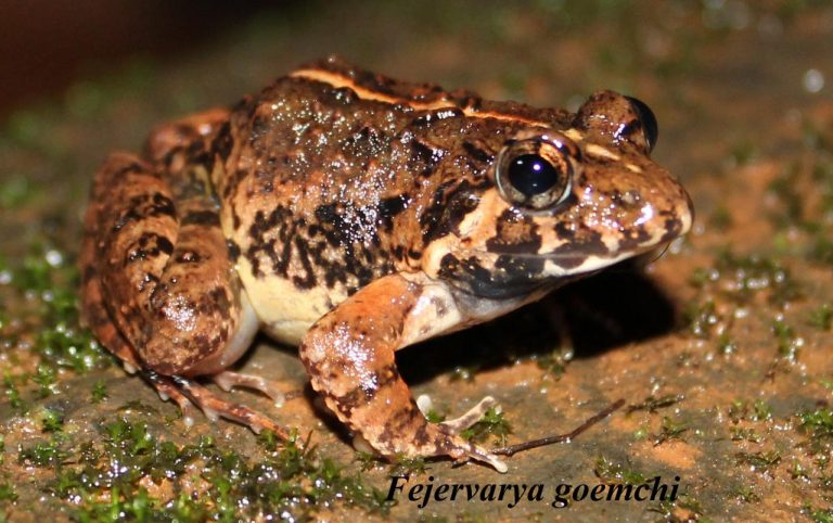 New checklist of Indian Amphibians released, 20 species critically endangered