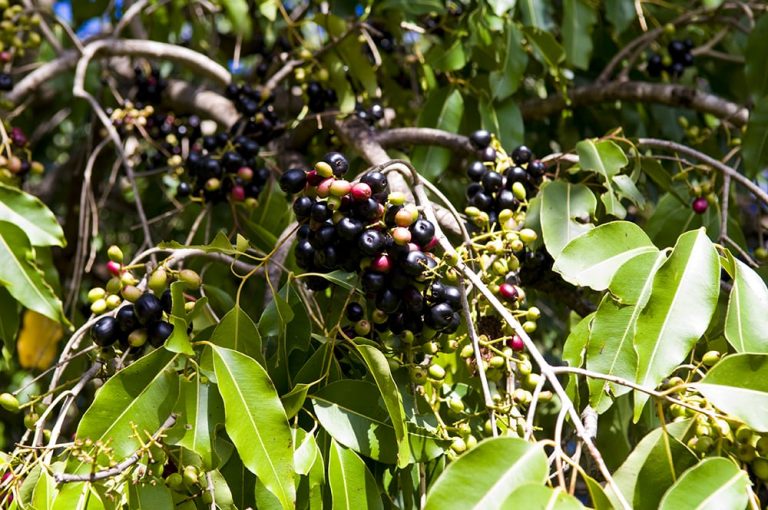 जांभळाची क्‍लस्टर तयार करण्यासाठी संशोधन सुरु  कोकण कृषी विद्यापीठ आणि लुपिन फाऊंडेशनने हा प्रकल्प हाती घेतला