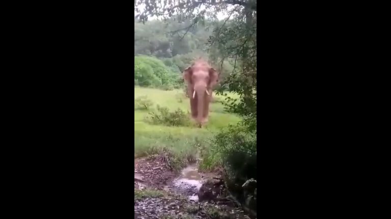 दोडामार्ग मध्ये धुमाकूळ घालणाऱ्या त्या हत्तीला पकडण्यासाठी वनविभागच घेतेय सह्यांची मोहीम