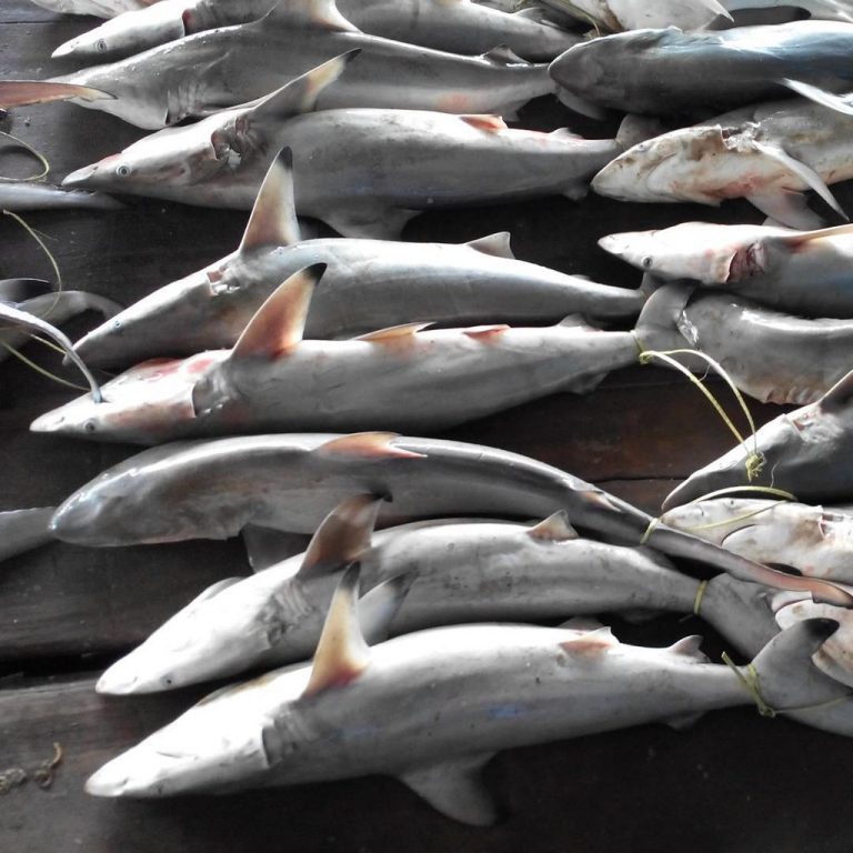 सिंधुदुर्गात मासळीचा बंपर धमाका, मोरीची मच्छीमारांना लागली लॉटरी