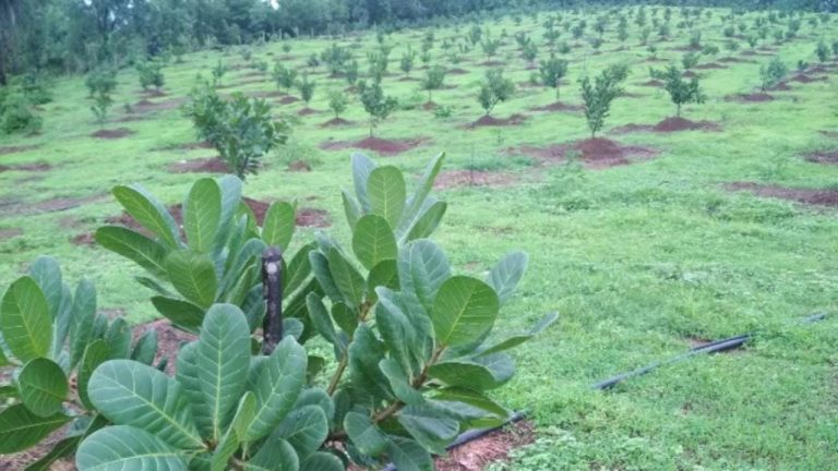 असलदे गावच्या ओसाड माळावर “त्याने” फुलविली काजू बाग, जमीनदारांनाही मिळाला चांगला रोजगार