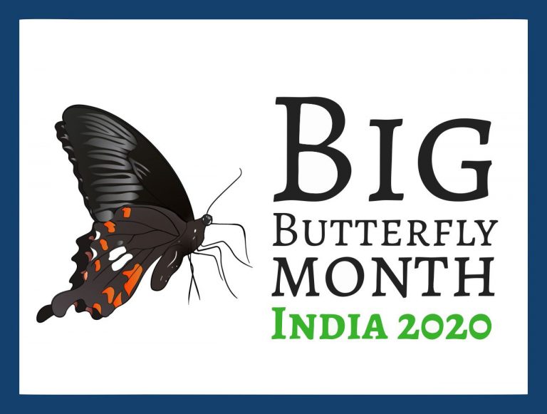 Get set for biggest online bio-diversity event: Big Butterfly Month: India 2020