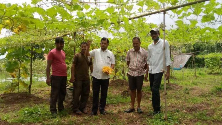 पडीत जमिनीवर पिकविले भाजीचे मळे, कुडाळ मधील प्रगतशील शेतकऱ्यांची सामूहिक शेती