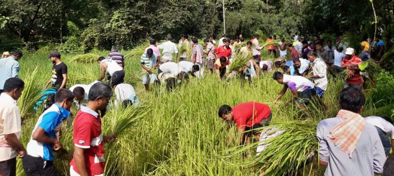 सावंतवाडी संस्थान कालीन सामूहिक भात कापणीची साडे चारशे वर्षांची ऐतिहासिक परंपरा