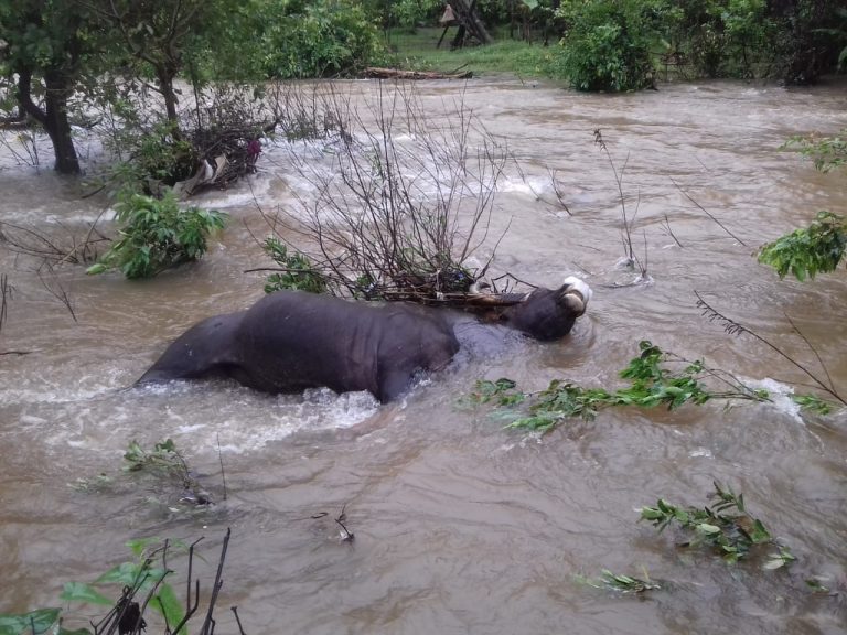 Wild Bison dies while crossing river at Mauxi, Sattari     By Devendra Gaonkar