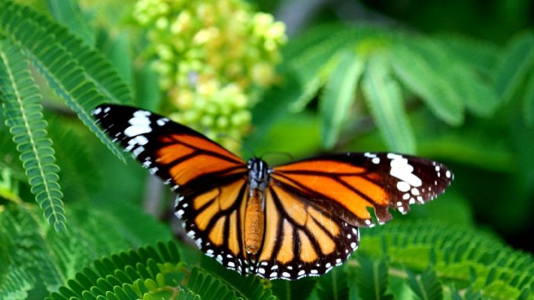 Nature lovers come together to nominate country’s first National Butterfly