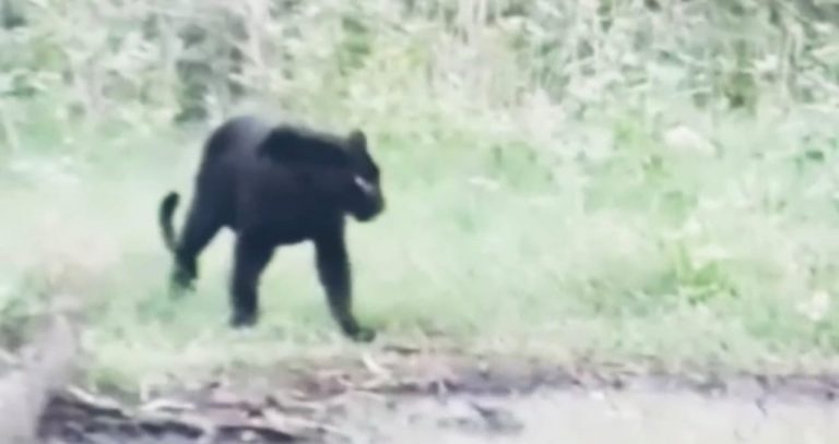 आंबोलीत ब्लॅक पँथरचे  दर्शन