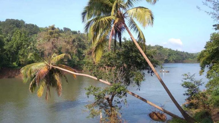 सिंधुदुर्गतील तेरेखोल नदीपात्राच्या किनाऱ्यावरील माड बागायतीला मोठा धोका, बागायती वाचवायची शेतकऱ्यांना चिंता  बागायतदारांचे होतेय मोठे नुकसान