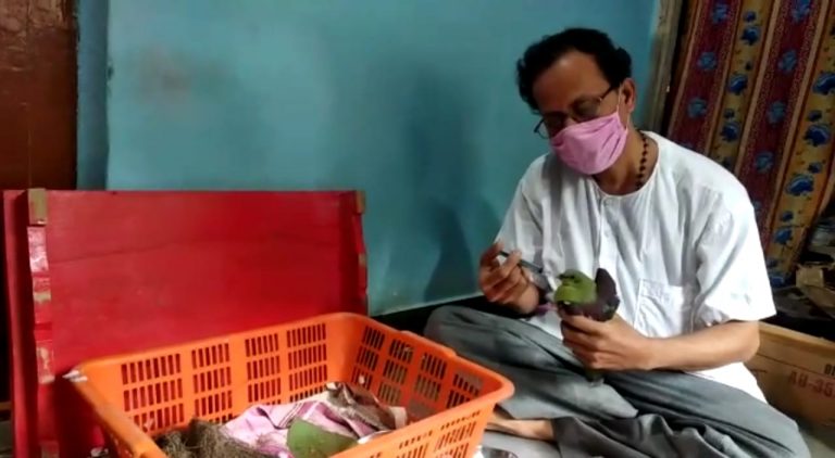 महाराष्ट्राच्या राज्य पक्षाला सिंधुदुर्गमधील पक्षी निरीक्षकाने दिले जीवदान  मालवण येथे सापडला होता हा पक्षी जखमी अवस्थेत