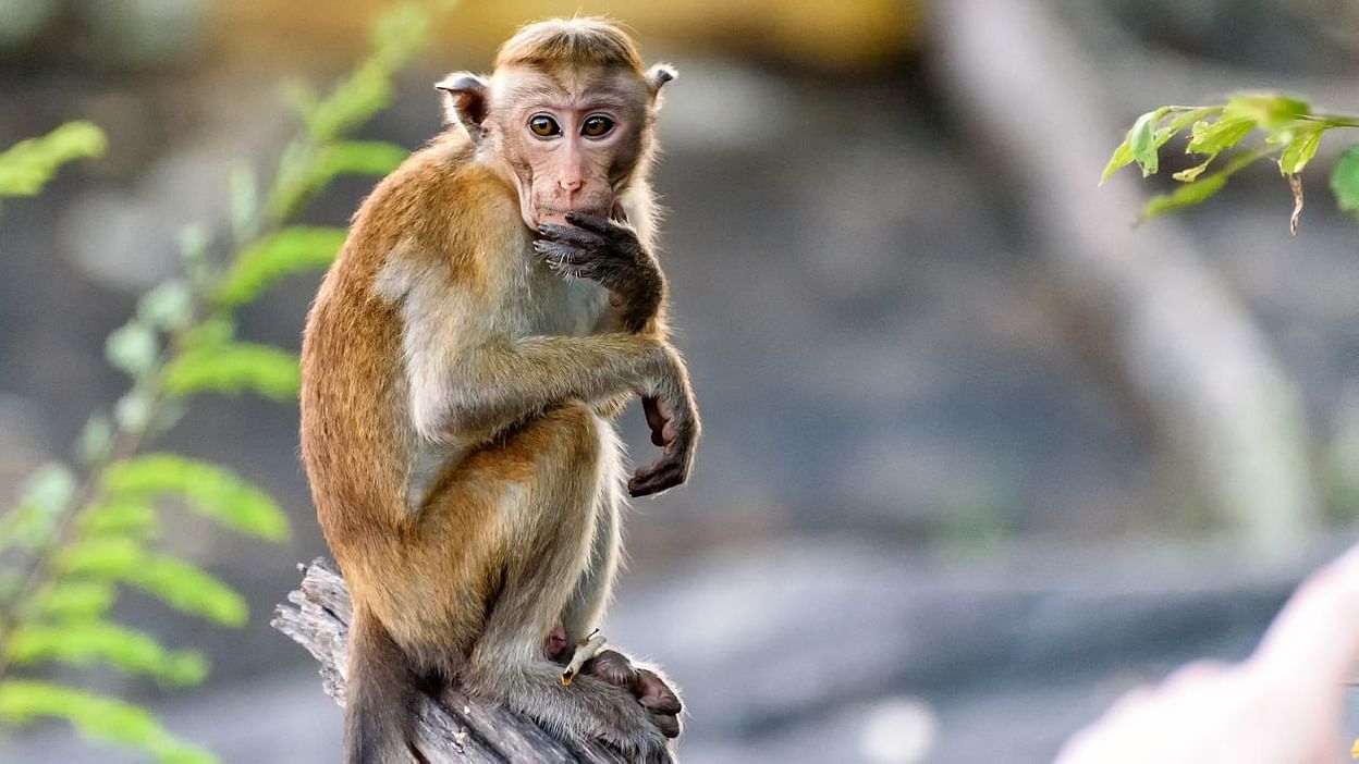 सिंधुदुर्गात माकडतापाचे संकट, माकड मृ लागल्याने भीतीचे वातावरण - Goa ...