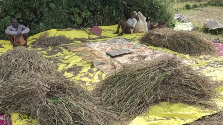 सिंधुदुर्गात भात कापणी अंतिम टप्प्यात, शेतीचे मोठे नुकसान, अजूनही पंचनामे अपूर्ण  शेतीचे झाले मोठे नुकसान