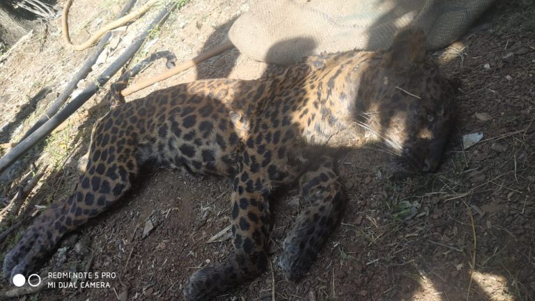 कासार्डे येथे विहिरीत पडून बिबट्याचा मृत्यू  मानवी वस्तीजवळ थेट बिबट्यांचा वावर असल्याने परीसरात भीतीचे वातावरण