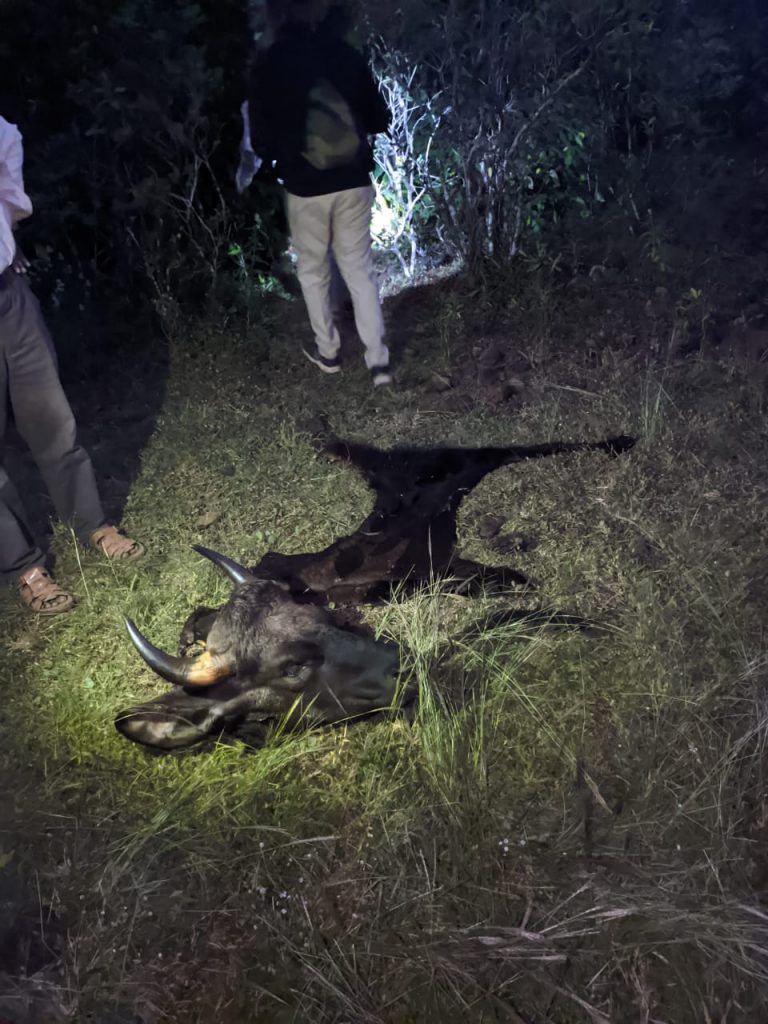 सिंधुदुर्ग जिल्ह्यातील आंबोलीत गव्याची शिकार, अवशेष विविध ठिकाणी सापडले  शिकाऱ्यांनी गव्याला ठार मारून मांस लंपास केल्याचे उघड