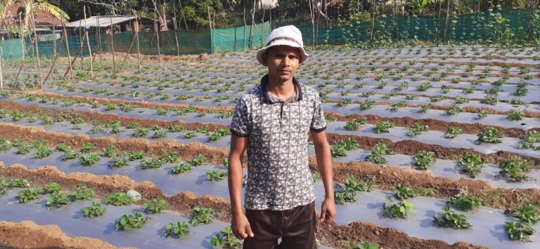 In a first, young farmer from Satrem yields strawberries in his farm  By Devendra Gaonkar