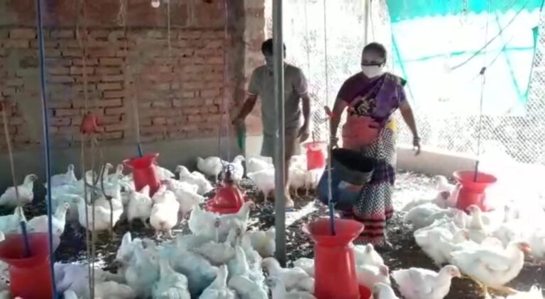 सिंधुदुर्गात बर्ड फ्लूच्या धोक्याने पोल्ट्री व्यवसायीक धास्तावले  कर्जाचे हप्ते कसे भरावेत याची चिंता