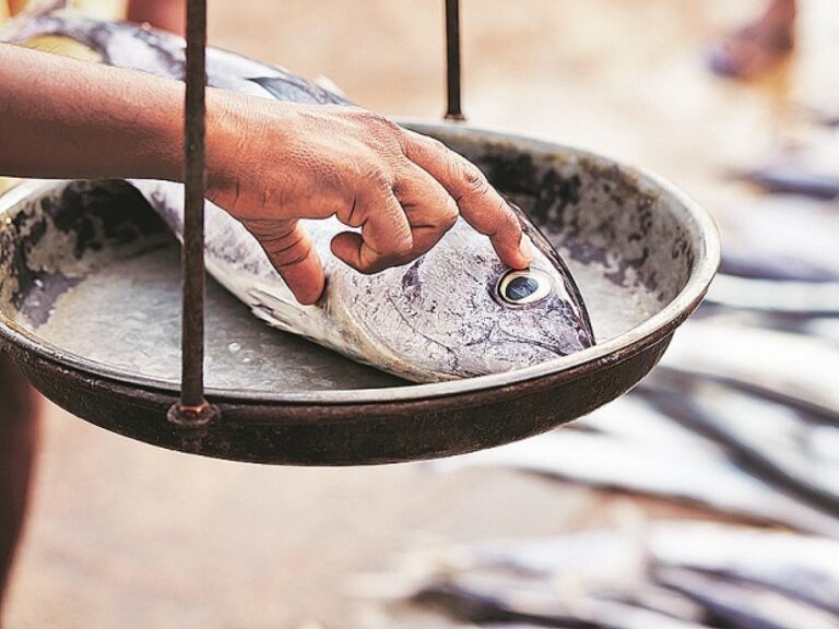 Study in Goa flags alarming levels of microplastics in seafood