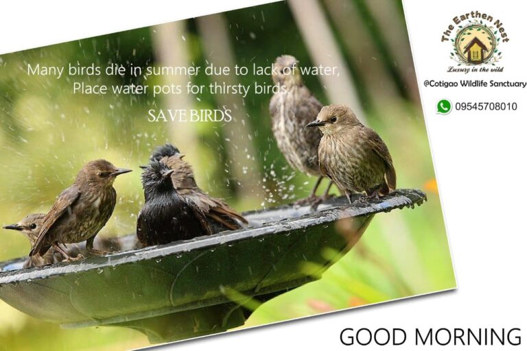 This Summer Keep water for the Birds, Bees and Butterflies!
