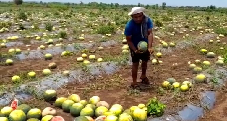 कलिंगडाला ‘भाव’ मिळेना, सिंधुदुर्गात हजारो टन कलिंगड पडून
