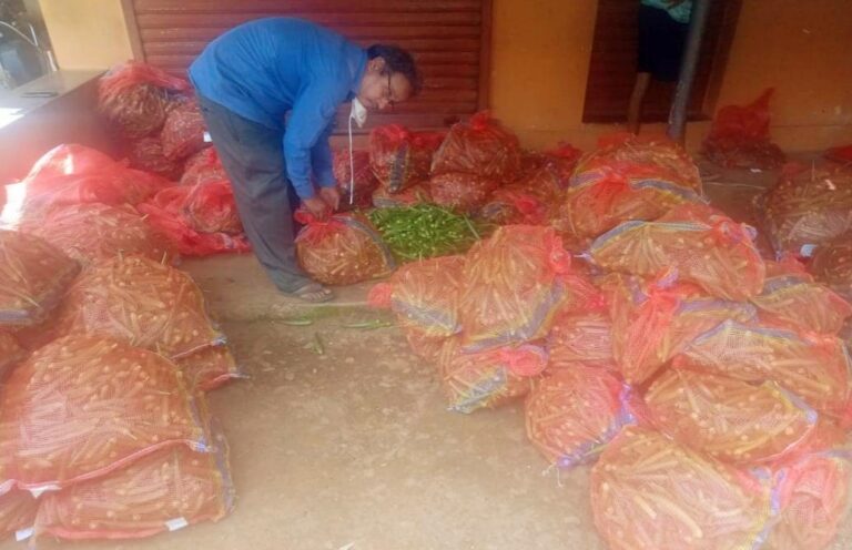It’s “lady finger luck” for Kevadem, Sattari farmers Devendra Gaonkar