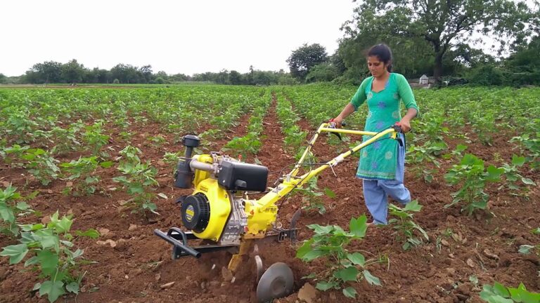 सिंधुदुर्गातील वाढत्या यांत्रिक शेतीमुळे ग्रामीण पशुधनात होतेय घट