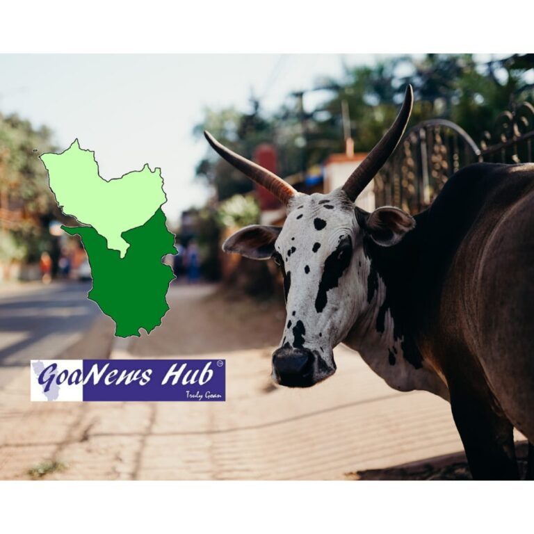 Providing shelter to voiceless : Locals, Organizations help abandoned and injured cattle